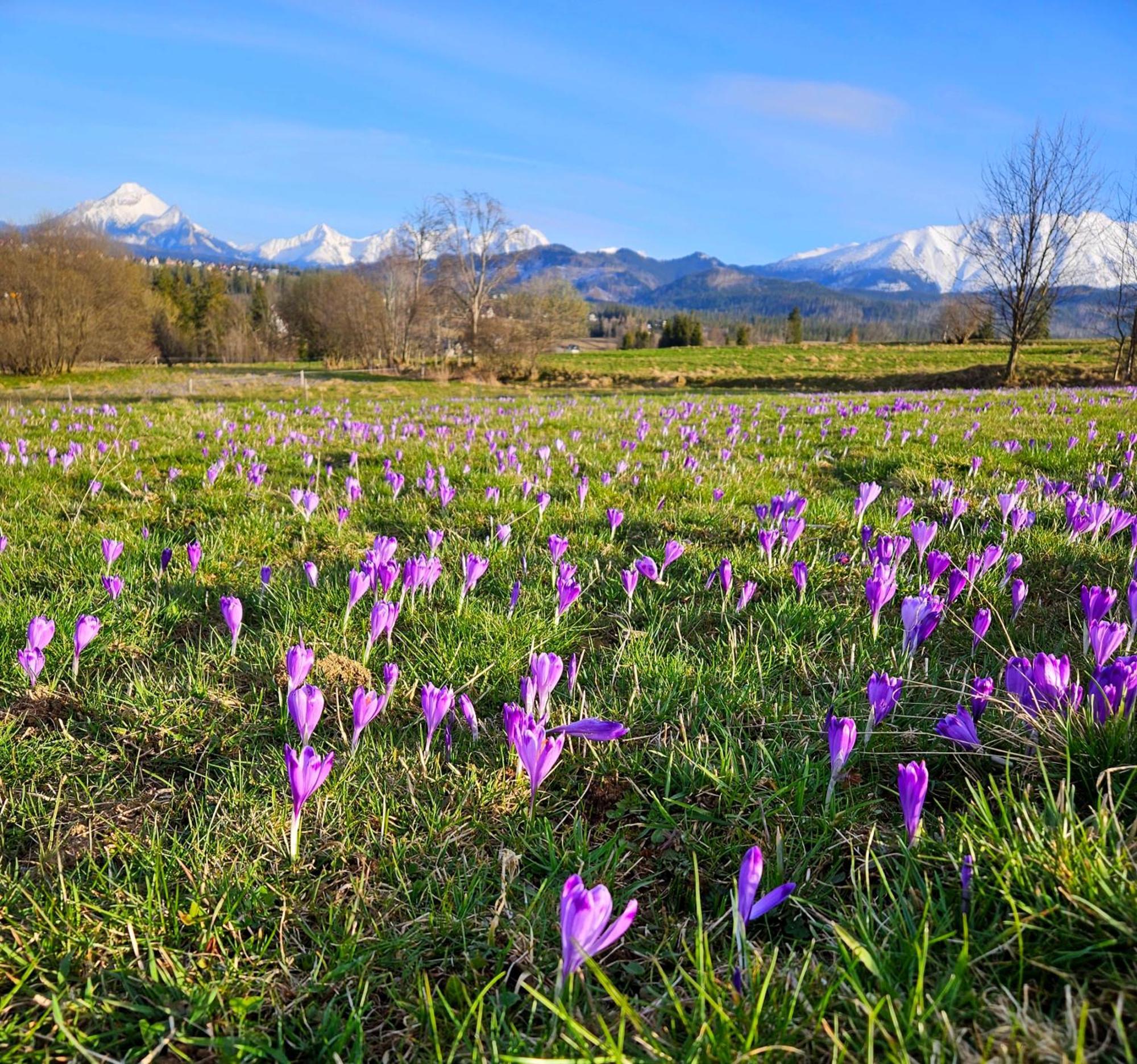 Góralska Chatka z Balią w Zakopanem Exterior foto